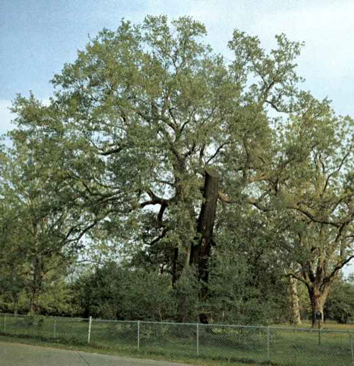Masonic Oak-1969
